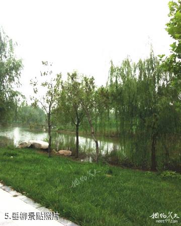 濟寧市墳上蓮花湖濕地景區-垂柳照片