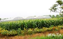 杭州琵琶灣生態園旅遊攻略之農業採摘觀光