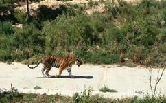 西宁青藏高原野生动物园旅游攻略之猛兽散养区