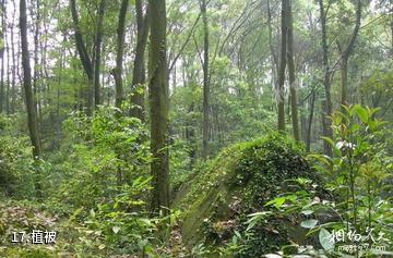 池州万罗山风景区-植被照片