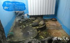 南京红山森林动物园旅游攻略之龟