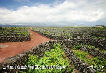 葡萄牙皮庫島葡萄園文化景觀照片