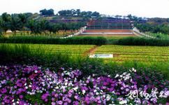 惠州永记生态园旅游攻略之高科技农业种植区