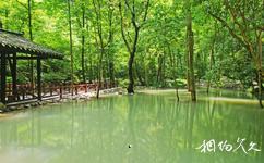 襄阳保康九路寨生态旅游攻略之森林