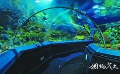上海海洋水族館旅遊攻略之海底隧道