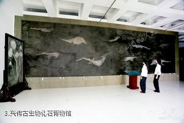 安顺兴伟石博园-兴伟古生物化石博物馆照片