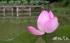 深圳仙湖植物園旅遊攻略之水生植物區