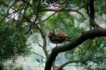 温州绿色乐园-百鸟园照片