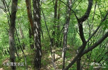 吉林天佛指山国家级自然保护区-松茸生长区照片