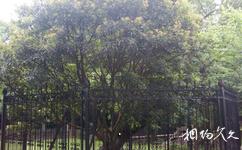 苏州东山席家花园旅游攻略之古杨梅树