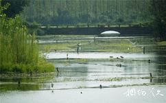 成都白鷺灣生態(tài)濕地公園旅游攻略之白鷺