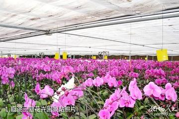 臨洮三易花卉園照片