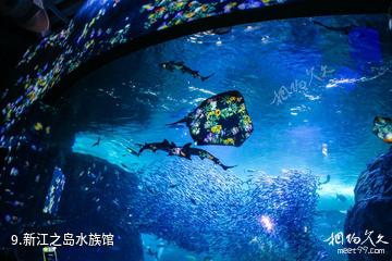 日本镰仓江之岛-新江之岛水族馆照片