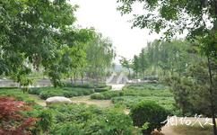 洛阳市隋唐城遗址植物园旅游攻略之裸子植物园