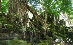 柬埔寨崩密列旅游攻略之树木