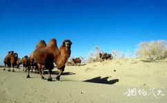 新疆古爾班通古特沙漠旅遊攻略之駝隊