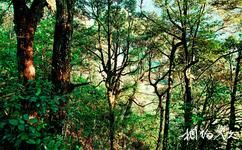 三明君子峰国家级自然保护区旅游攻略之植被