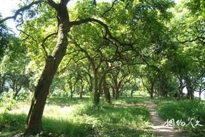 四川泸州江阳茜草旅游景点大全