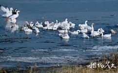 河北衡水湖国家级自然保护区旅游攻略之水鸟