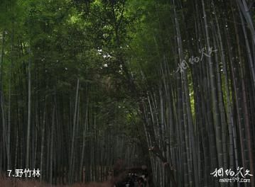 珠江源风景区-野竹林照片