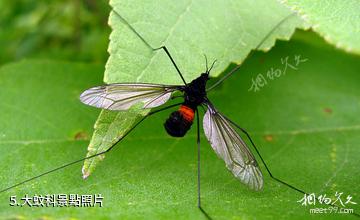 貴陽森林公園-大蚊科照片