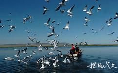 福海烏倫古湖海濱旅遊攻略之水鳥天堂