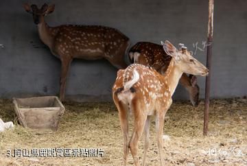 布爾津阿山鹿王文化苑-阿山馬鹿觀賞區照片