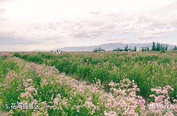 阿勒泰戈宝红麻花海景区-花海摄影区照片