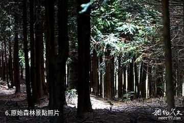 景寧草魚塘森林公園-原始森林照片