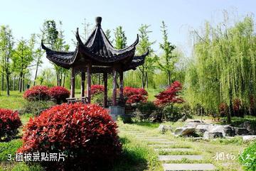徐州銅山嬌山湖-植被照片
