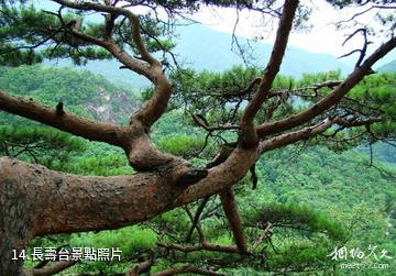 五女峰國家級森林公園-長壽台照片