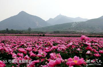 灤縣青龍山景區-芍藥花照片