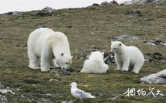 挪威斯瓦爾巴群島旅遊攻略之北極熊一家