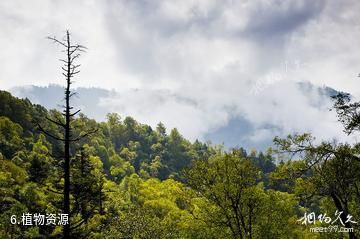 陕西长青国家级自然保护区-植物资源照片