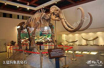 西安高陵奇石博物馆-猛犸象真化石照片