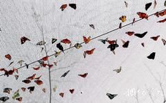 洛阳市中国国花园旅游攻略之蝴蝶文化园