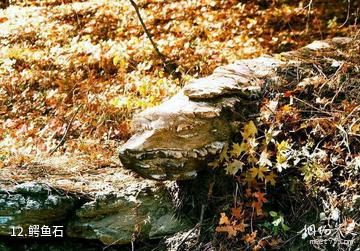 陕西南宫山国家森林公园-鳄鱼石照片