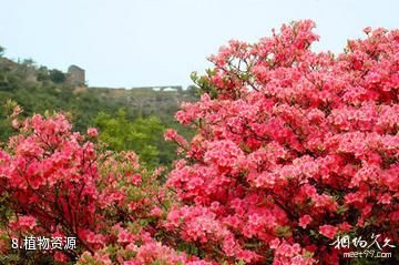 信阳连康山国家级自然保护区-植物资源照片