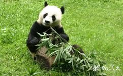 广州动物园旅游攻略之熊猫馆