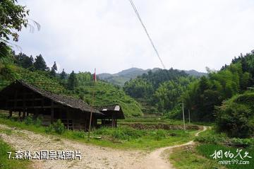 洪江雪峰山風景區-森林公園照片