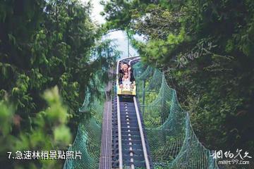 酉陽松鼠叢林樂園-急速林梢照片