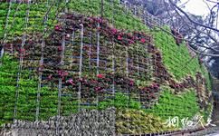 溫州巽山公園旅遊攻略之垂直綠化牆