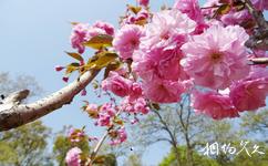 南京平山森林公园旅游攻略之樱花谷