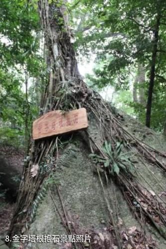 海南霸王嶺國家森林公園-金字塔根抱石照片