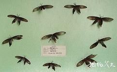 新加坡旅遊攻略之世界昆蟲館