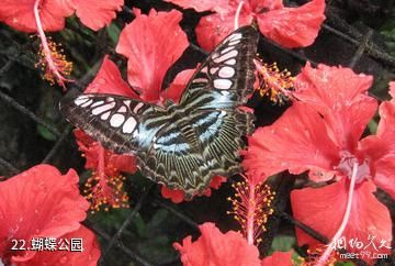 马来西亚槟城州-蝴蝶公园照片