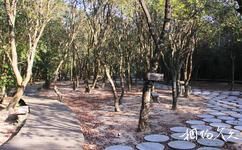 广州从化石门国家森林公园旅游攻略之国际森林浴场