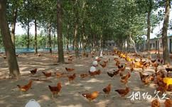 江苏永丰林农业生态园旅游攻略之万只草鸡场
