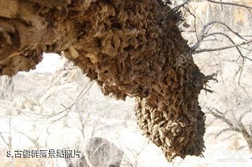 赤峰召廟-古樹群落照片