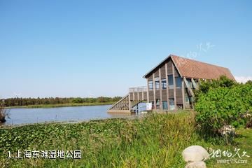 上海东滩湿地公园照片